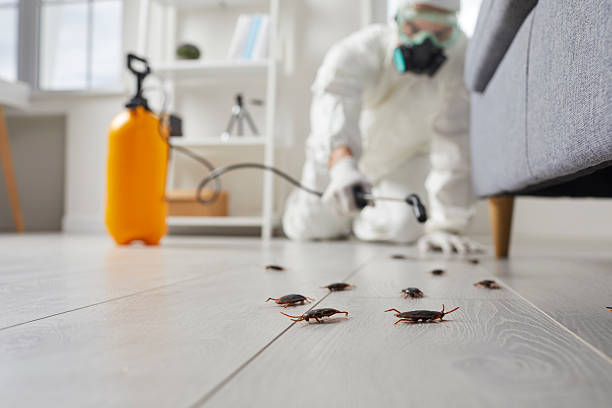 Post-Treatment Bed Bug Interceptor Monitoring in Berwyn Heights